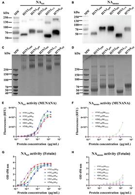 Tetrameric Neuraminidase of Influenza A Virus Is Required to Induce Protective Antibody Responses in Mice